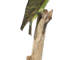 un oiseau perché sur une branche d'arbre