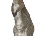 une image représentant un kangourou debout sur ses pattes arrière