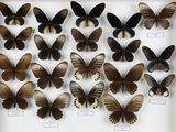 de nombreux papillons exposés dans une vitrine