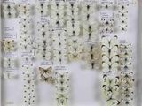 de nombreux types de papillons exposés dans une vitrine