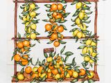 une photo d'un tableau représentant des oranges posées sur un rebord de fenêtre