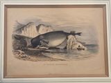 an old print of a whale laying on the beach next to a rock