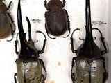 four beetles in a white box on a white surface