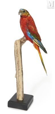 statue of a red parrot perched on a branch on a white background