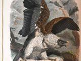 Photo 3/7 du lot