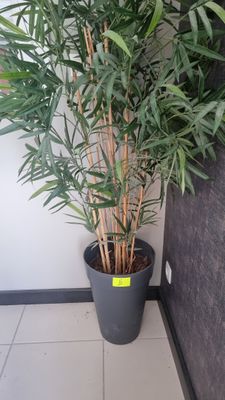 un gros plan d'une plante en pot posée sur un sol carrelé