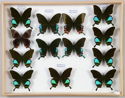 de nombreux papillons disposés dans un cadre en bois