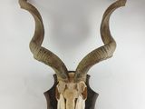 une tête d'antilope empaillée accrochée au mur, avec de grandes cornes