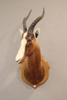 Damalisque à front blanc (Blesbock, Damaliscus dorcas philip…