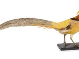 un oiseau doré posé sur un socle noir