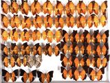 many orange and black butterflies on display in a white frame
