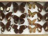 a lot of butterflies that are in a wooden box