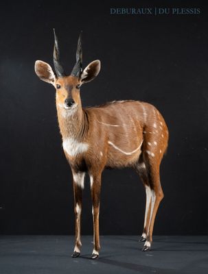 a small antelope that is standing on a black surface