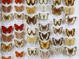 de nombreux types de papillons différents présentés dans une vitrine