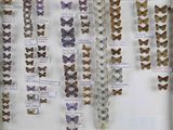many different types of butterflies on display in a glass case
