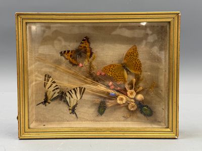 une photo d'une photo représentant des papillons dans une vitrine