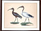 two birds standing next to each other on the grass