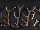 four different types of deer antlers are arranged on a black background