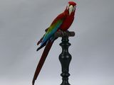 a red and green parrot sitting on top of a black pole