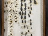 a close up of a picture of bugs in a wooden frame