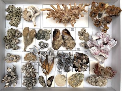 many different types of corals displayed in a white box