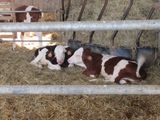 three cows that are laying down in the hay