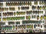 many different types of beetles on display in a display case