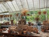 many potted plants sitting on a table in a greenhouse