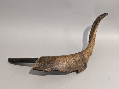 une corne d'animal posée sur une surface blanche