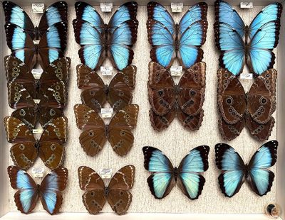 many blue butterflies in a white box on the floor