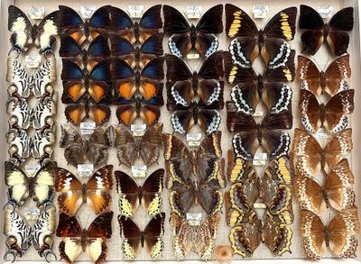 many different types of butterflies displayed in a display case