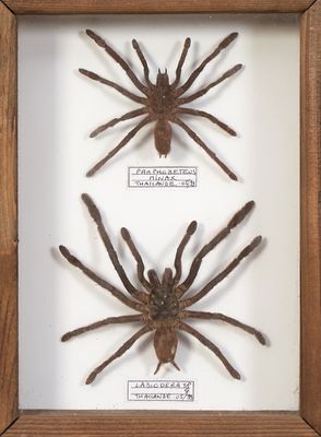 deux spécimens d'araignées dans un cadre en bois posé sur une surface blanche
