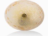 an image of a close up of a melon on a white background