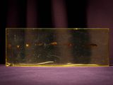 a small fish in a clear box on a purple surface