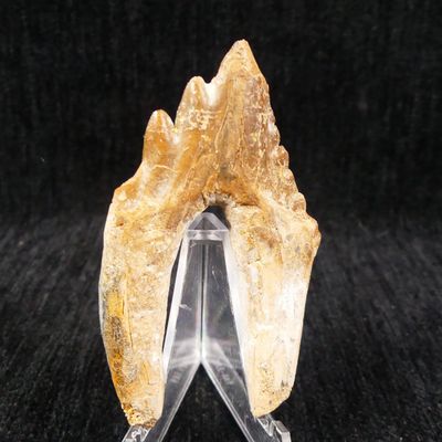 a close up of a rock on a clear stand on a black background