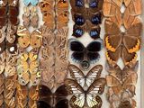 many different types of butterflies displayed in a white box