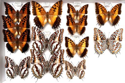 a lot of butterflies that are on display in a white box