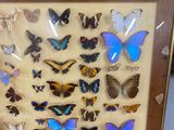 a picture of a display of butterflies in a wooden frame
