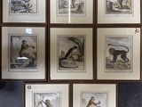 six gravures encadrées représentant des singes et d'autres animaux accrochées au mur