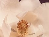 a large white flower with a yellow center on a black background