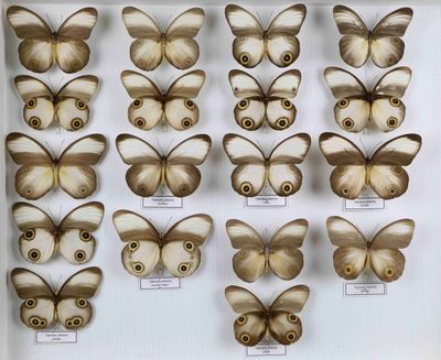 de nombreux types de papillons différents présentés dans une vitrine