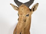 a deer head with horns on a white background