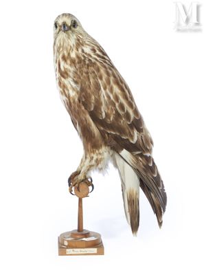 un oiseau perché sur un socle, sur fond blanc