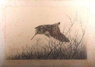 une photo d'un oiseau en plein vol