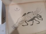 un dessin représentant un homard dans une boîte posée sur la table