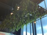 a plant hanging from the ceiling of a restaurant
