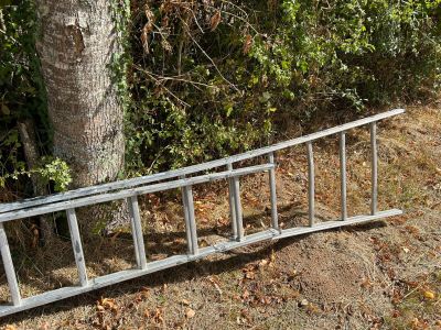 une vieille échelle appuyée contre un arbre dans les bois