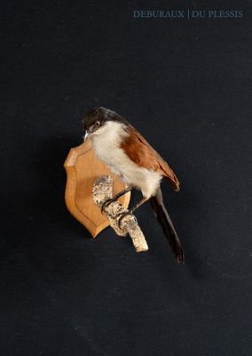 a small bird that is sitting on a piece of wood