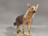 a fake hyena standing on a rock on a gray background