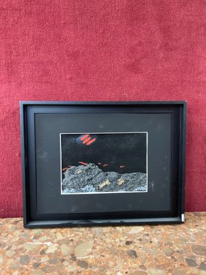 an image of a picture of a red fish in a black frame